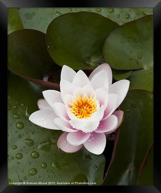 Water lily Framed Print by Graham Moore