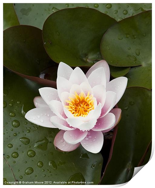 Water lily Print by Graham Moore