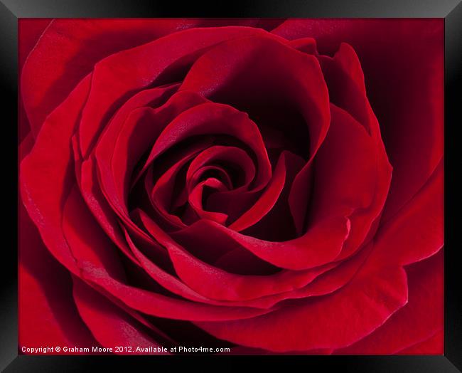 Red Rose Framed Print by Graham Moore