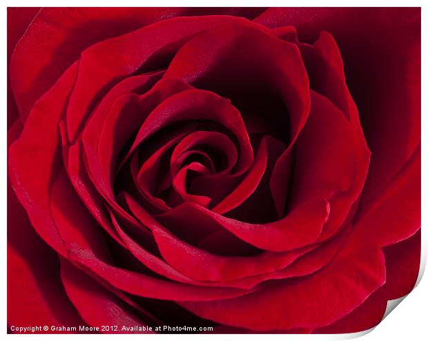Red Rose Print by Graham Moore