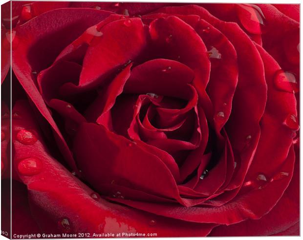 Red Rose with raindrops Canvas Print by Graham Moore