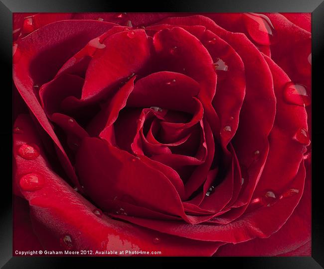 Red Rose with raindrops Framed Print by Graham Moore