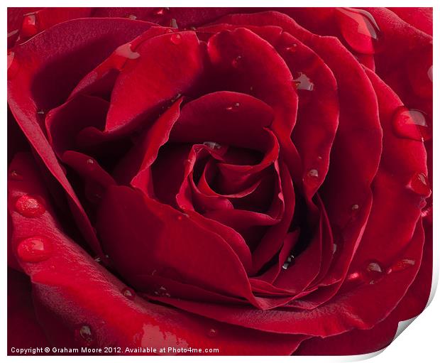 Red Rose with raindrops Print by Graham Moore