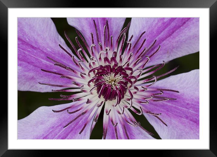 Purple Clematis Framed Mounted Print by Graham Moore