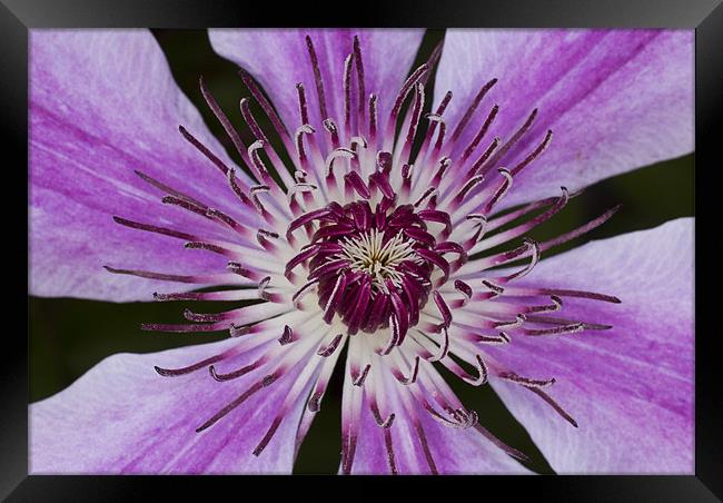 Purple Clematis Framed Print by Graham Moore