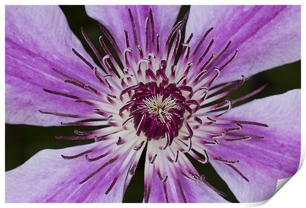 Purple Clematis Print by Graham Moore