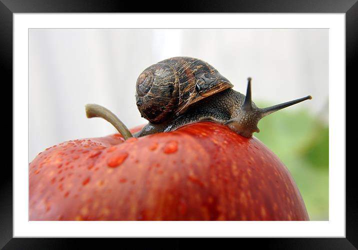 wet snail Framed Mounted Print by sue davies