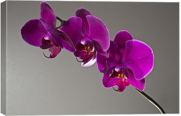 orchids Canvas Print by alex williams