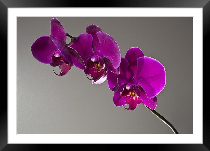 orchids Framed Mounted Print by alex williams