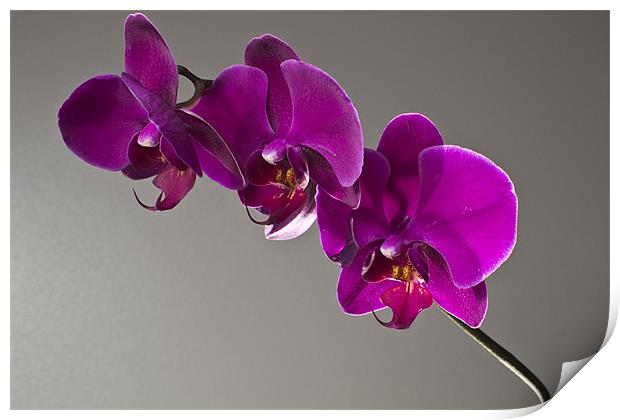 orchids Print by alex williams