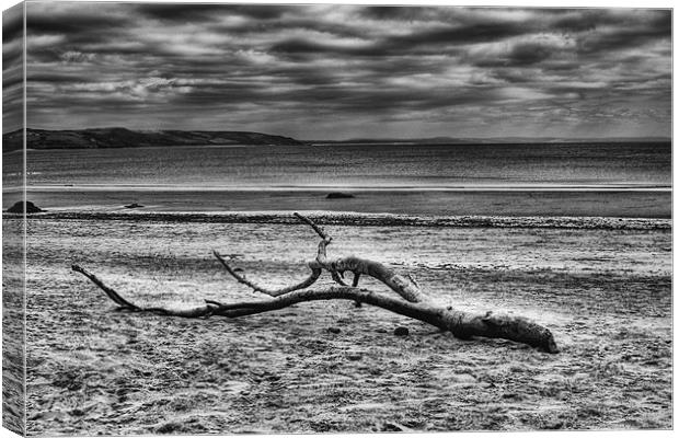 Driftwood 3 Mono Canvas Print by Steve Purnell
