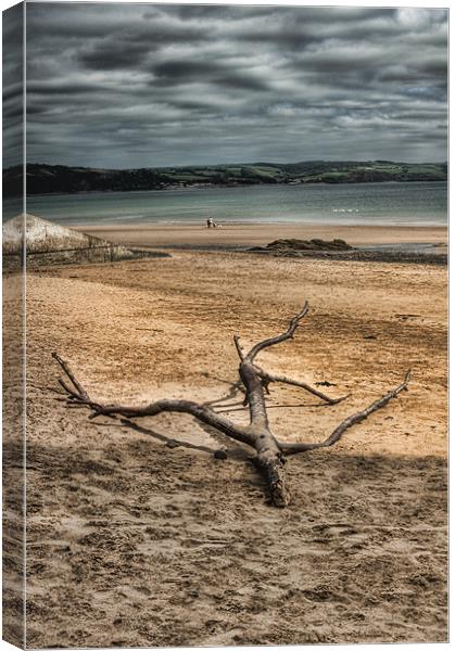 Driftwood 4 Canvas Print by Steve Purnell