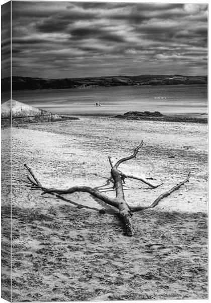 Driftwood 4 Mono Canvas Print by Steve Purnell