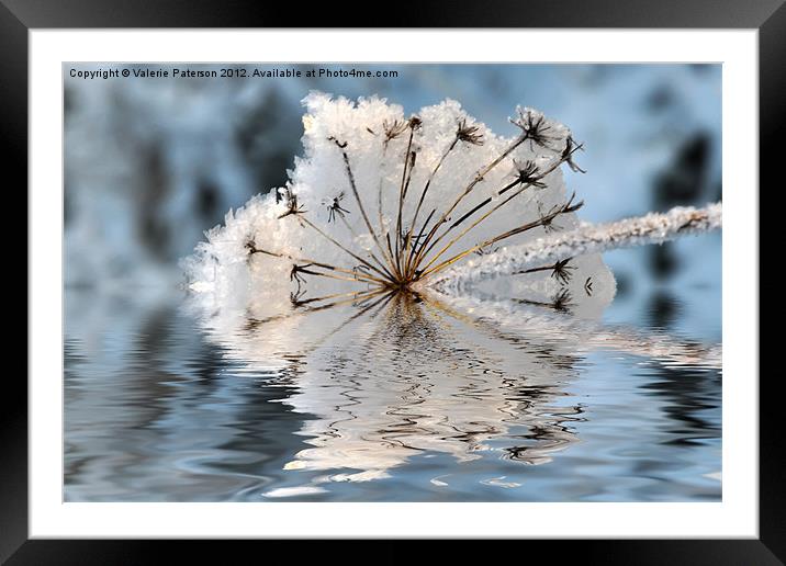 Frosted Cow Parsley Framed Mounted Print by Valerie Paterson