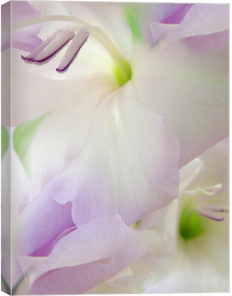 lilac gladioli Canvas Print by Heather Newton