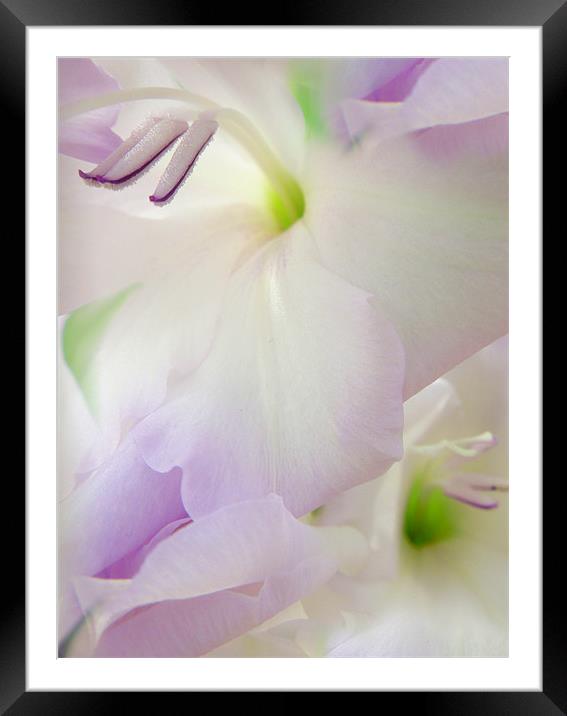 lilac gladioli Framed Mounted Print by Heather Newton