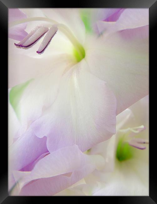 lilac gladioli Framed Print by Heather Newton