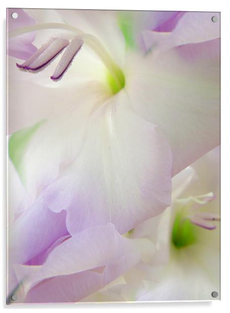 lilac gladioli Acrylic by Heather Newton