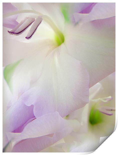 lilac gladioli Print by Heather Newton