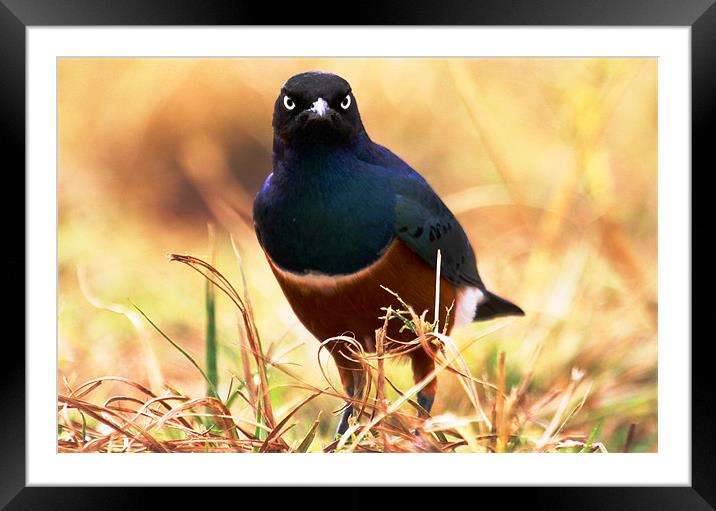 What are you looking at? Framed Mounted Print by Chris Grindle