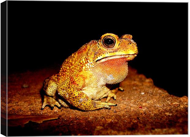 Indian toad Canvas Print by Chris Grindle