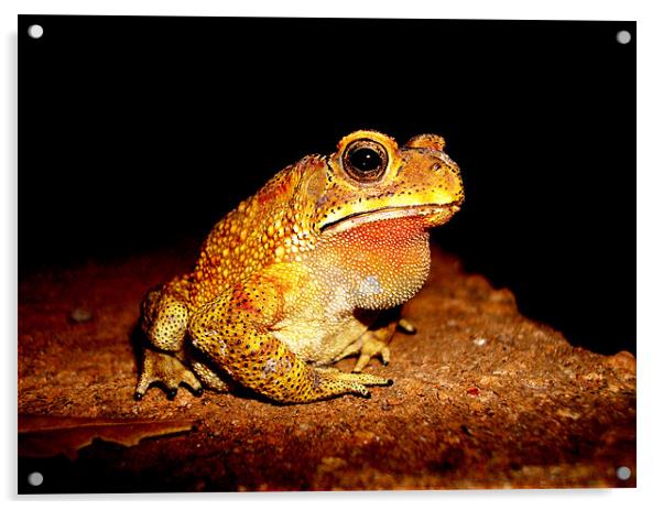 Indian toad Acrylic by Chris Grindle
