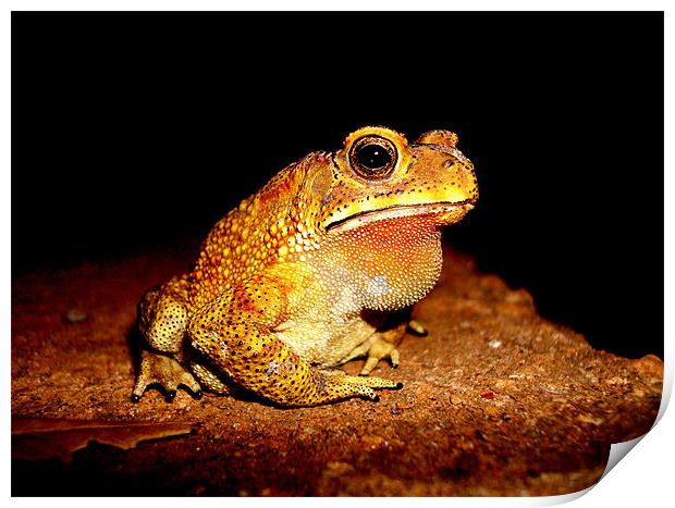 Indian toad Print by Chris Grindle