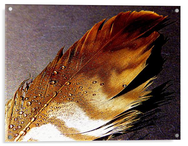BIRDS FEATHER Acrylic by dale rys (LP)