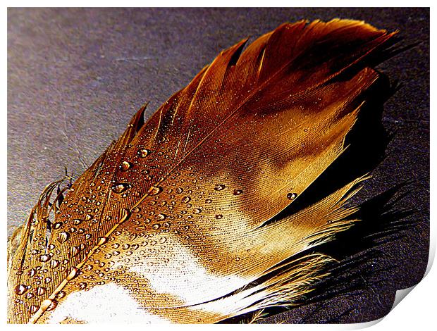 BIRDS FEATHER Print by dale rys (LP)