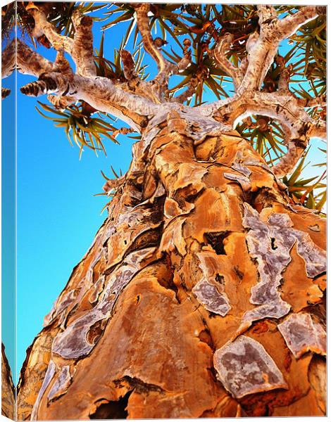 Kokerboom - a quiver tree Canvas Print by Chris Grindle