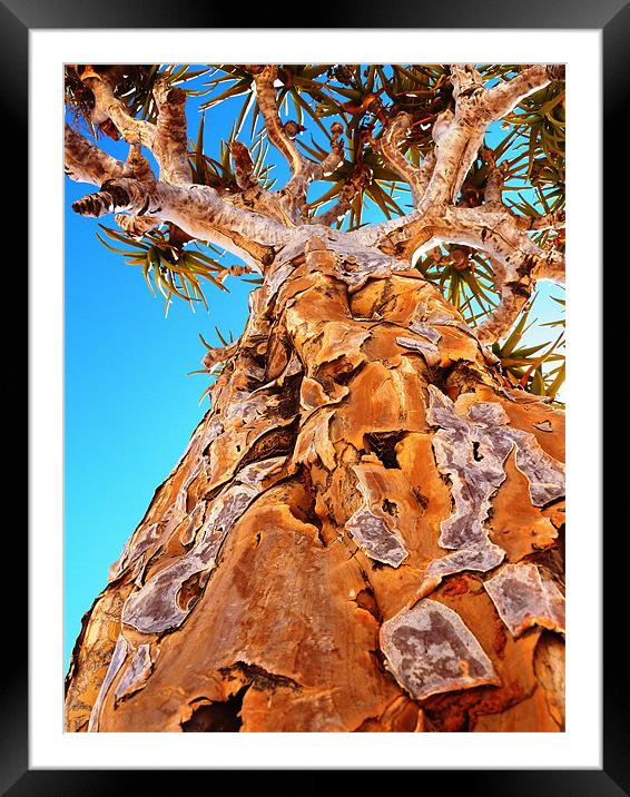 Kokerboom - a quiver tree Framed Mounted Print by Chris Grindle