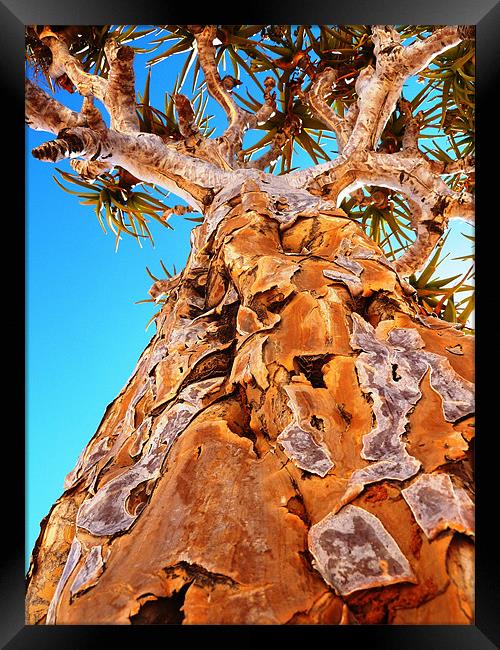Kokerboom - a quiver tree Framed Print by Chris Grindle