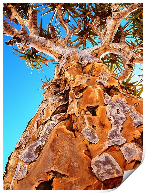 Kokerboom - a quiver tree Print by Chris Grindle
