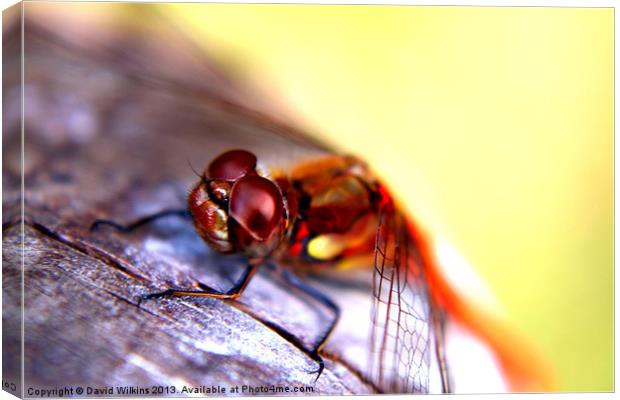 Dragonfly Canvas Print by David Wilkins