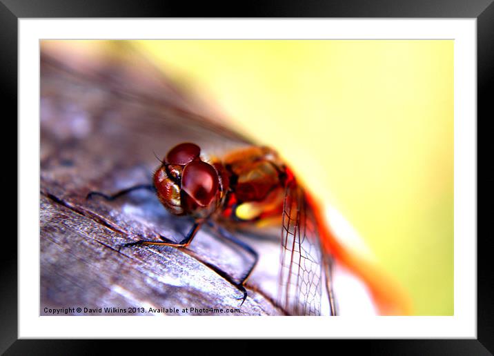 Dragonfly Framed Mounted Print by David Wilkins