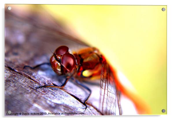 Dragonfly Acrylic by David Wilkins