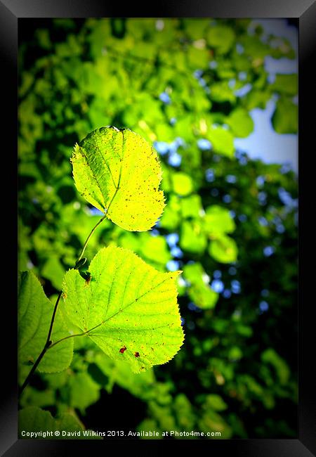 Evidence of Autumn Framed Print by David Wilkins