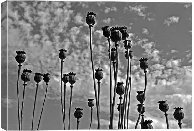 Poppy Seed Heads Canvas Print by graham young
