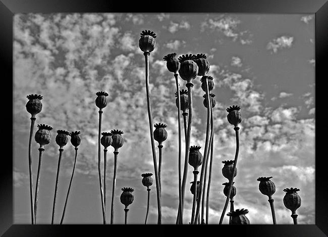 Poppy Seed Heads Framed Print by graham young