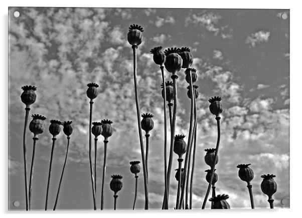 Poppy Seed Heads Acrylic by graham young