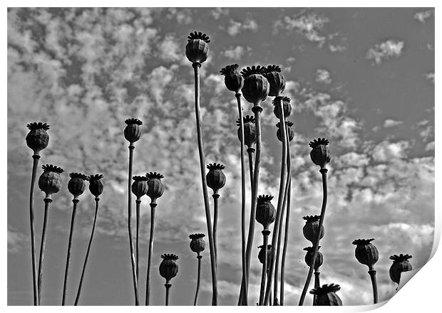 Poppy Seed Heads Print by graham young