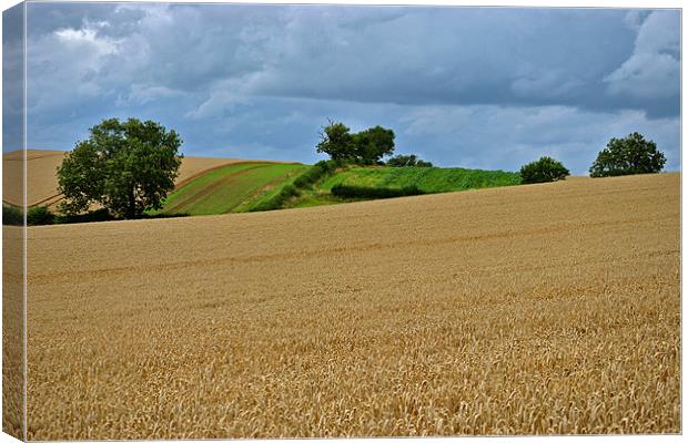 A Little Patch of Green Canvas Print by graham young