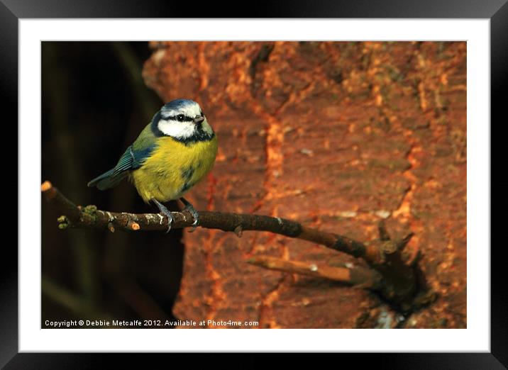 Blue Tit resting Framed Mounted Print by Debbie Metcalfe