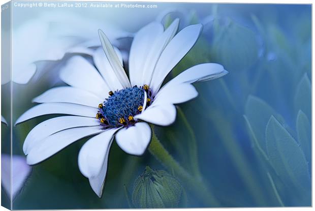 Blue-eyed African Daisy Canvas Print by Betty LaRue