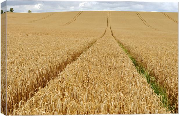 Tracks Across the Wheatfield Canvas Print by graham young