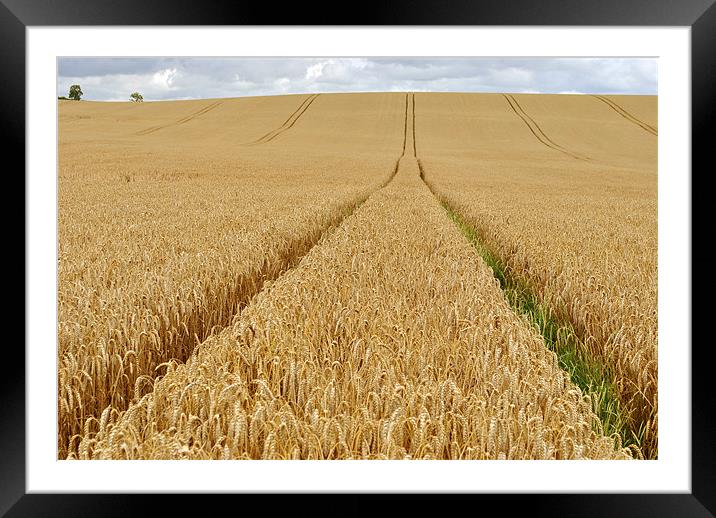 Tracks Across the Wheatfield Framed Mounted Print by graham young