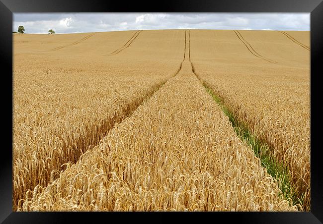Tracks Across the Wheatfield Framed Print by graham young