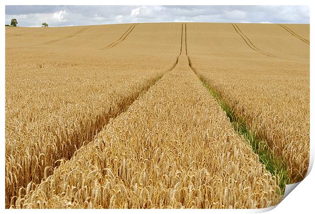 Tracks Across the Wheatfield Print by graham young