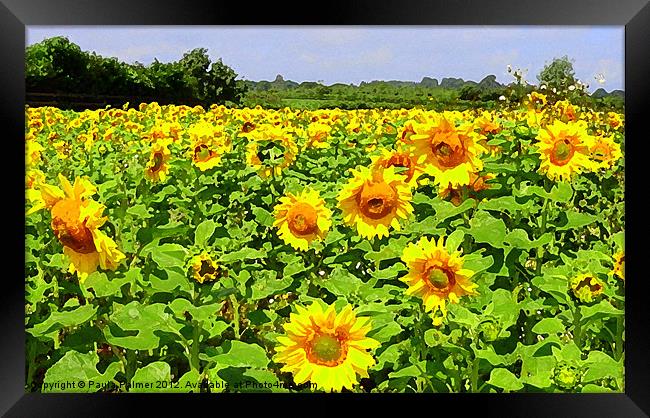 Arty sunflower field! Framed Print by Paula Palmer canvas
