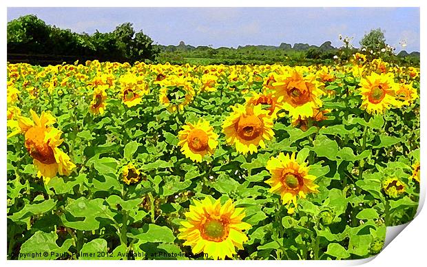 Arty sunflower field! Print by Paula Palmer canvas